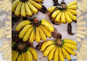 Read more about the article Tips Memilih Pisang Barangan Yang Bagus