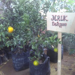 JERUK DEKOPON