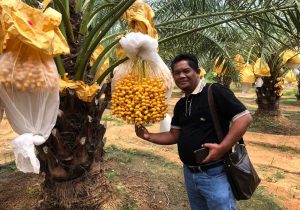 Read more about the article Perjalanan Panjang Budidaya Kurma di Indonesia (Antara Peluang dan Harapan)
