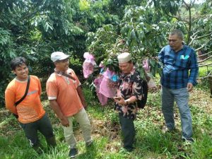Read more about the article Team Halau Hama & Penyakit Tanaman dari PTPH Provinsi SUMUT  – TURBA ke Kebun Klengkeng Program 1,000Ha KPT – Deli Serdang